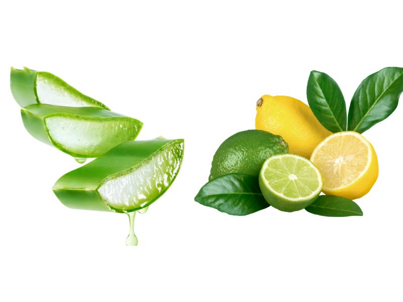 cách làm trắng da từ cây lô hội