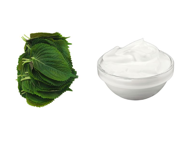 cách đắp mặt nạ bằng lá tía tô