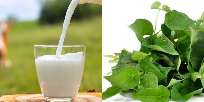 Sữa tươi có tác dụng loại bỏ tế bào chết trên da