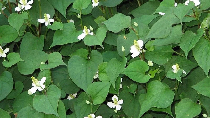 cách làm trắng da bằng rau diếp cá