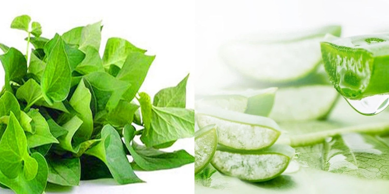 Mặt nạ trắng da từ rau diếp cá và nha đam