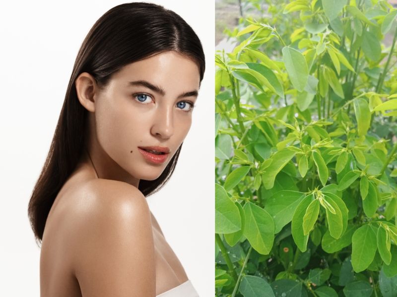 Rau ngót có tác dụng làm trắng da không?