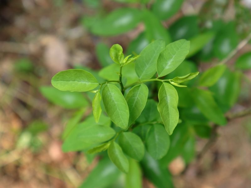 Đắp mặt nạ rau ngót dưỡng trắng da