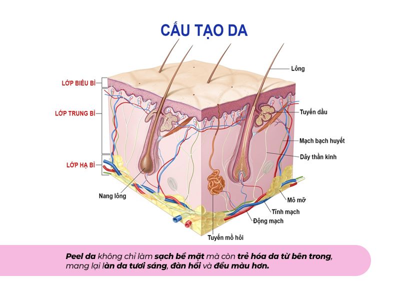 Cấu tạo da và cơ chế hoạt động kjhi peel