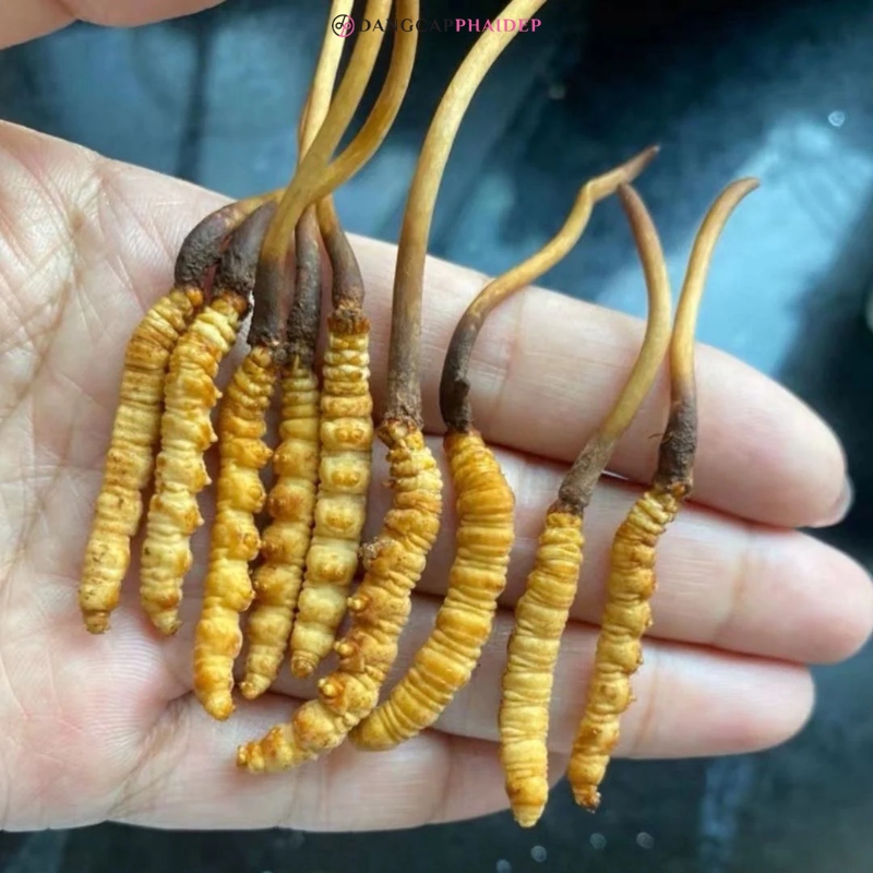 Có nên uống đông trùng hạ thảo thường xuyên không?