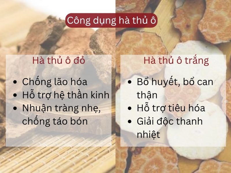 Công dụng của hà thủ ô