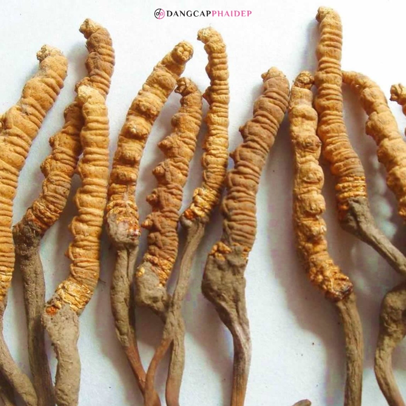 Đông trùng hạ thảo kỵ với một số đối tượng.