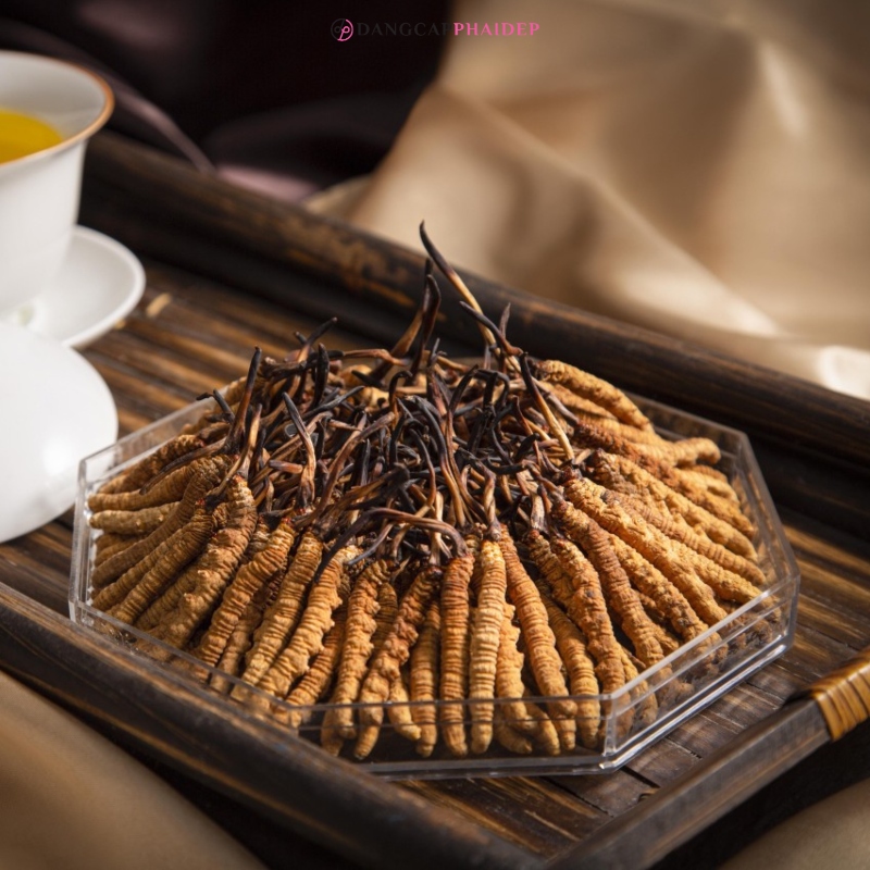 Hàm lượng hoạt chất là yếu tố đánh giá đông trùng hạ thảo thượng hạng.