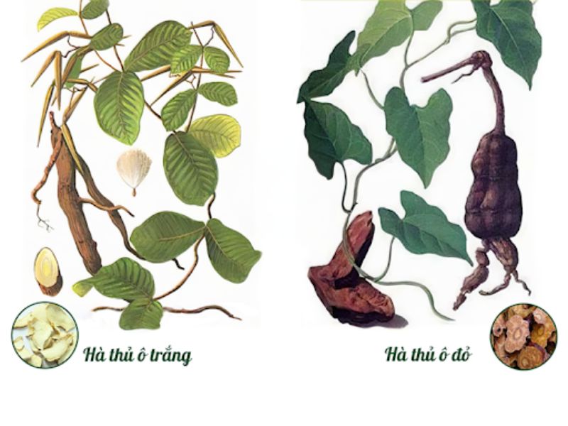 hà thủ ô đỏ và hà thủ ô trắng