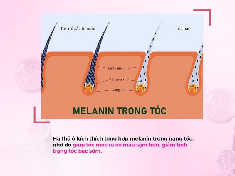 Hà thủ ô kích thích tổng hợp melanin trong nang tóc