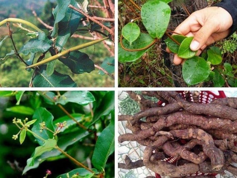  Hà thủ ô có giúp mọc tóc không?