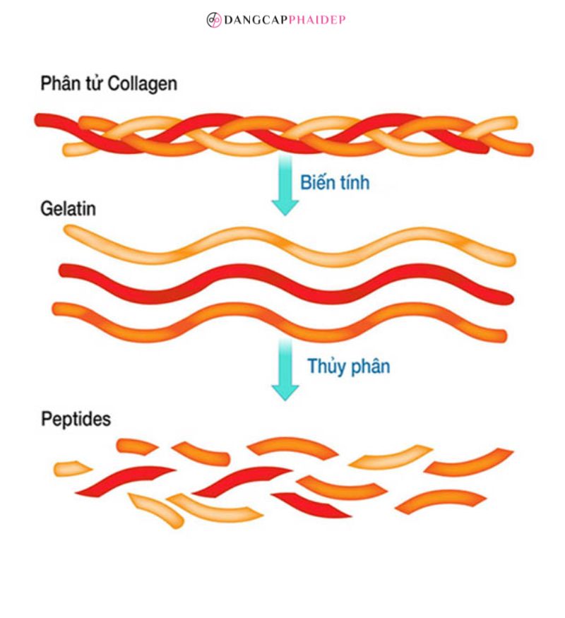 hydrolyzed collagen là gì