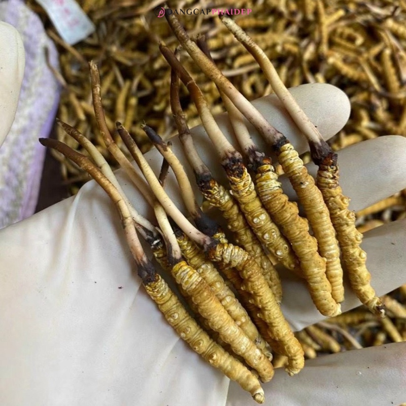 Suy thận có uống được đông trùng hạ thảo không?