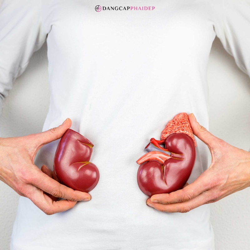 Đông trùng hạ thảo giúp hỗ trợ phục hồi đối với những ca ghép thận.