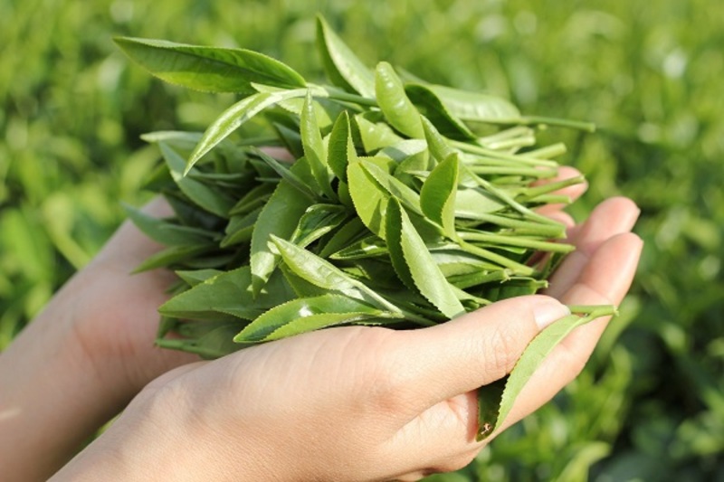 Tác dụng của trà xanh với làn da