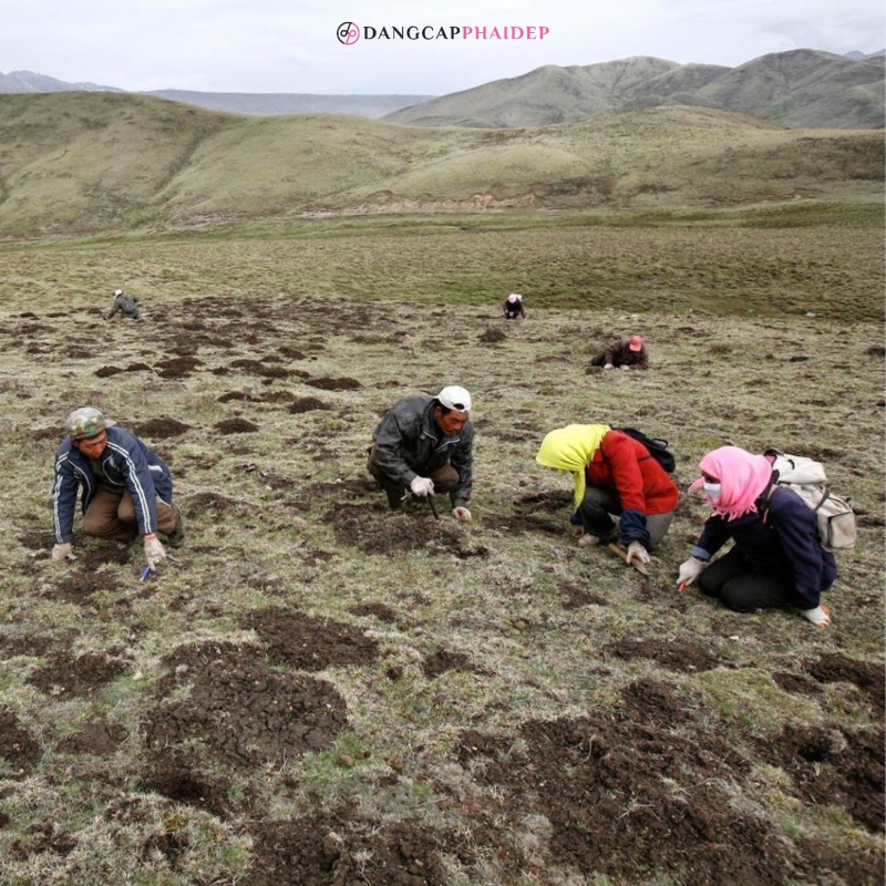 Hoạt động thu hoạch chủ yếu diễn ra ở độ cao trên 4.500 m.