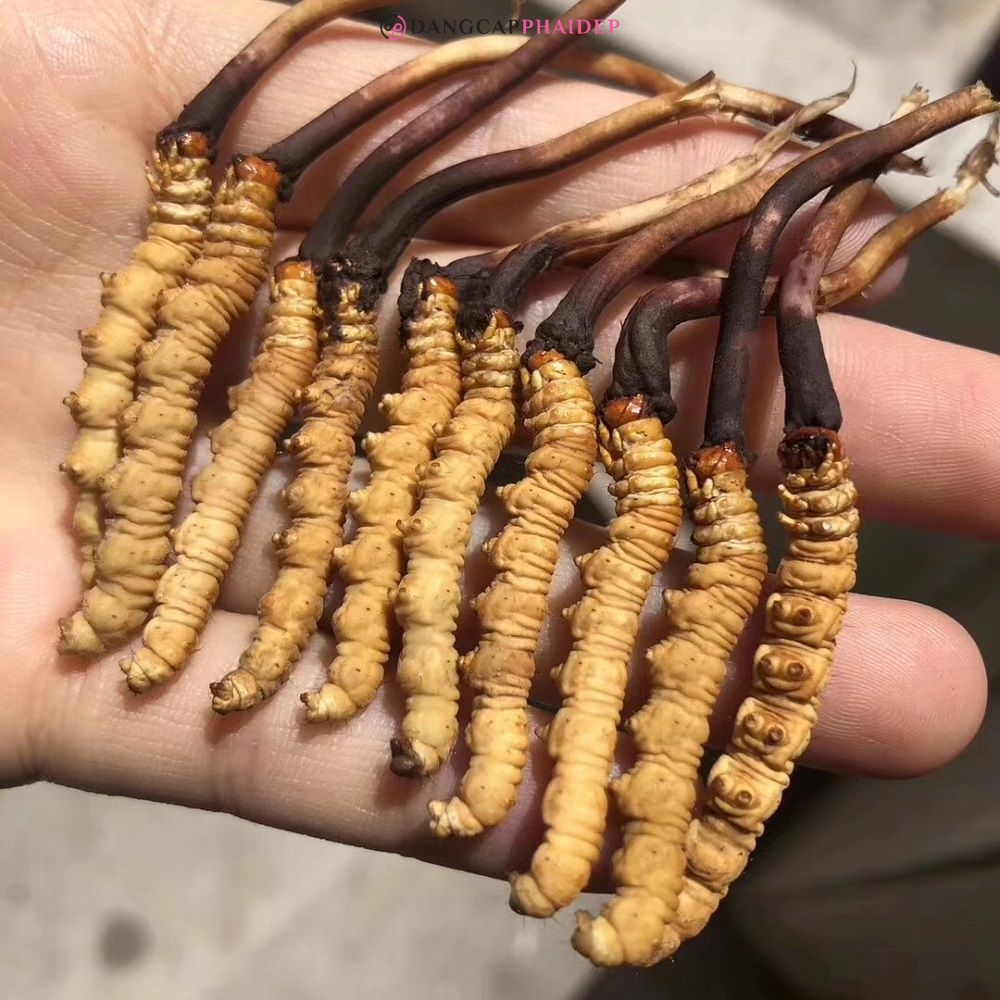  Nên tránh dùng đông trùng hạ thảo ngay trước khi đi ngủ.